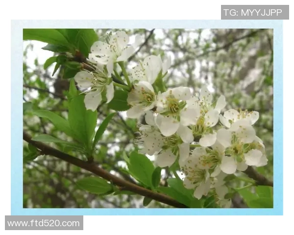 京都与馨田喜悦的对决分析及其背后深意探讨 京都与馨田喜悦的对决分析及其背后深意探讨